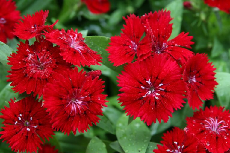 Dianthus: Easy-Growing Perennials for Colorful Blooms