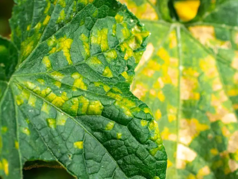 Downy Mildew Control And Treatment
