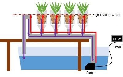 Ebb and Flow (Flood and Drain) hydroponics method
