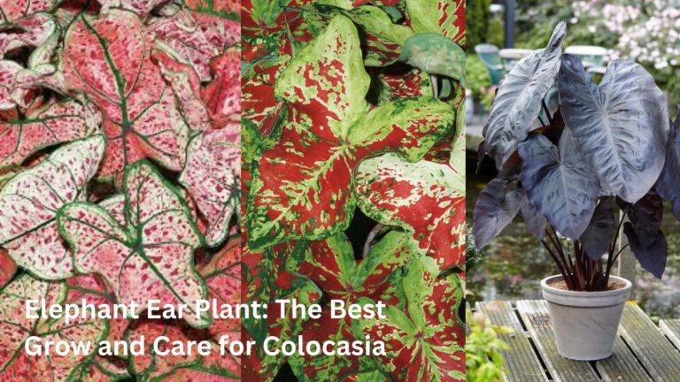 Elephant Ear Plant: The Best Grow and No.1 Care for Colocasia