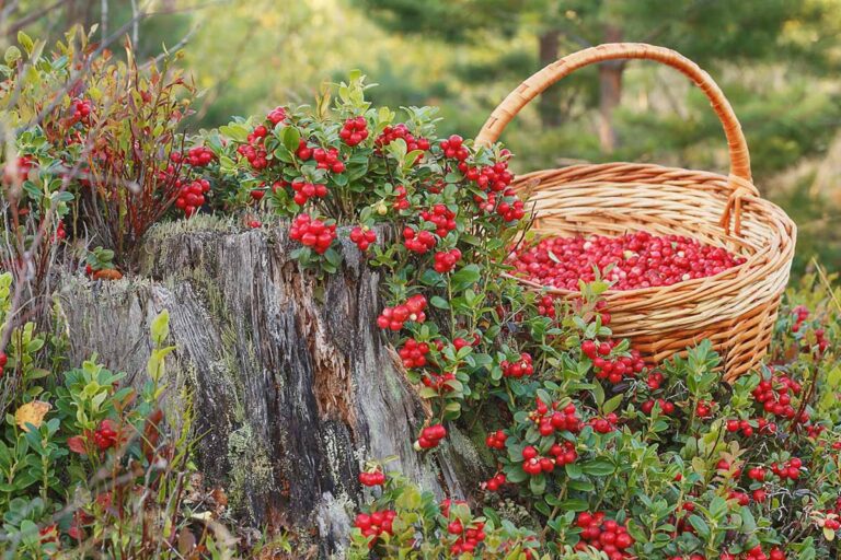 Lingonberry Plants: The Ultimate Guide