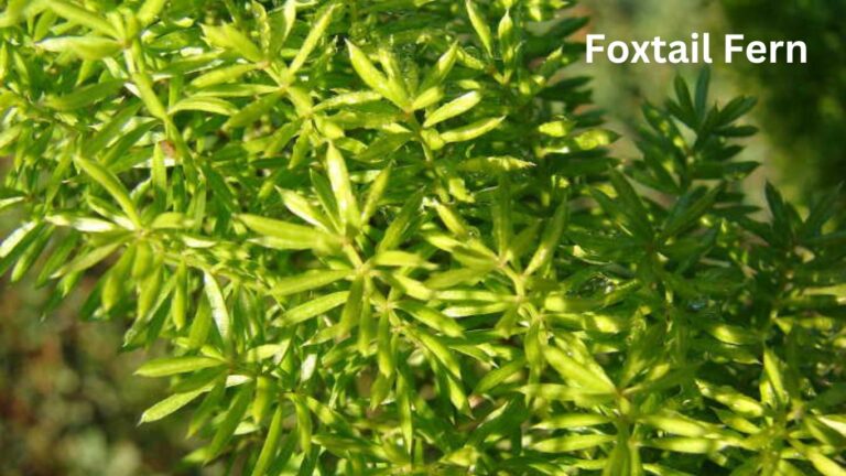 Growing Foxtail Fern: The Best and No. 1 Sly Perennial