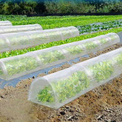 Frost Blanket: Protection For Plants