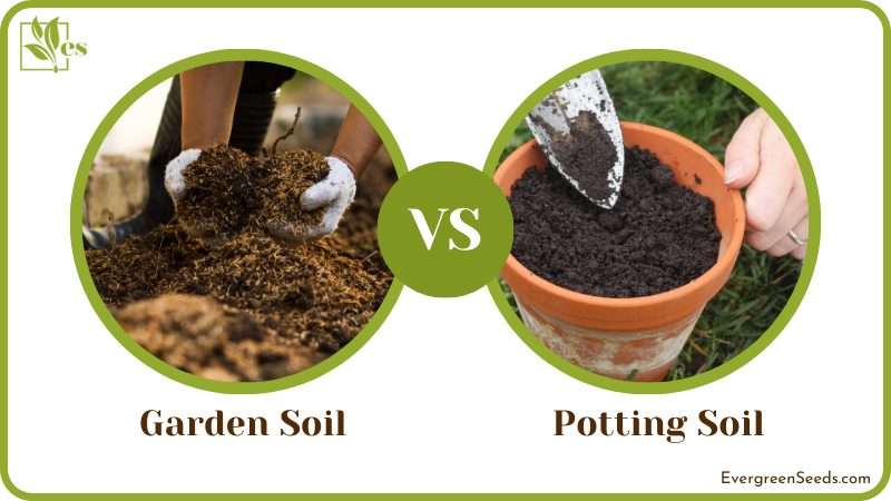Different Types of Potting Soil and Their Characteristics