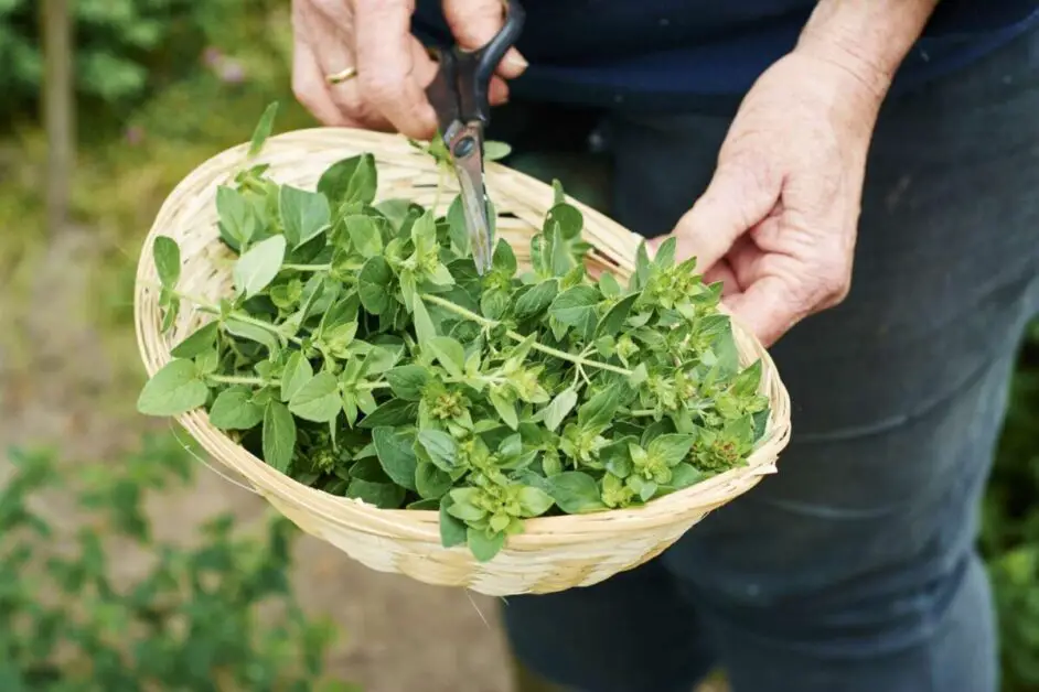 Step-by-Step Guide: Harvesting and Preparing Oregano for Drying