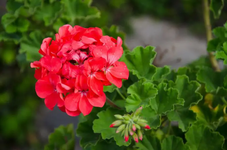 Geraniums: Colorful and Easy-to-Grow Flowers