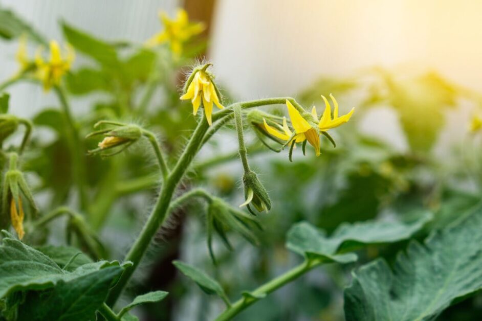 How Light Conditions can Impact Tomato Plant Flowering