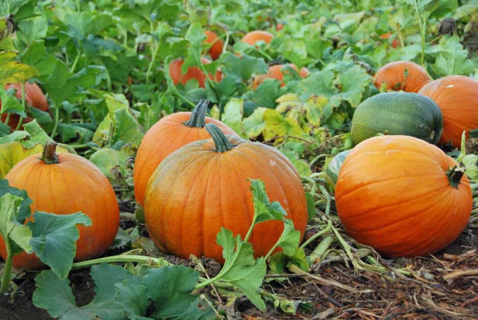 Selecting the Right Pumpkin Variety for Your Pie