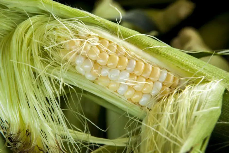 Monitoring the Progress of the Tassel and Silks