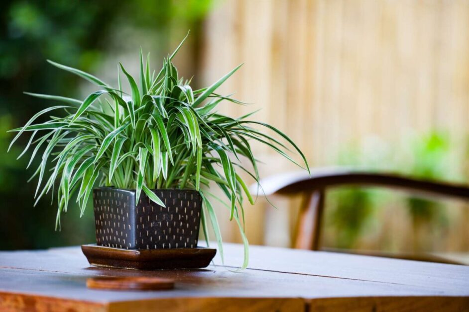 Planting, Growing, and Caring for Spider Plants