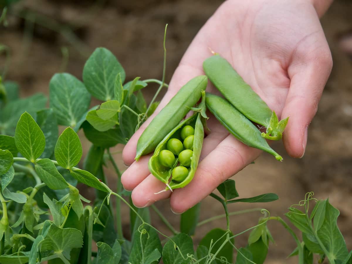 Growing Peas in Hydroponics