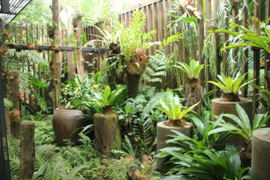 Combining Birds Nest Ferns with Other Plants: Design Ideas