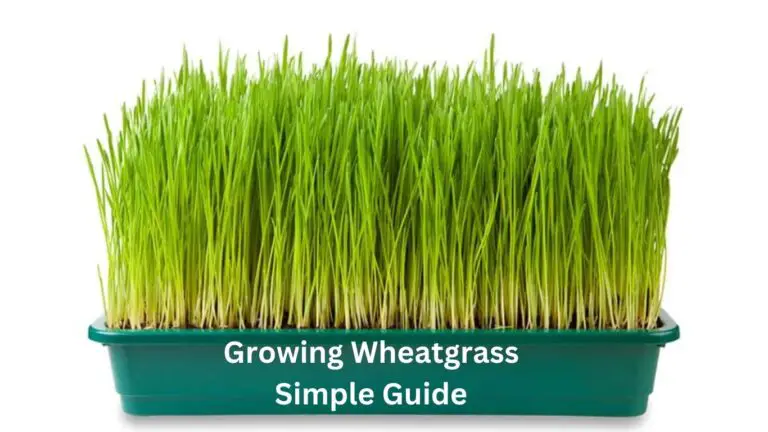 Growing Wheatgrass: Super Simple Guide
