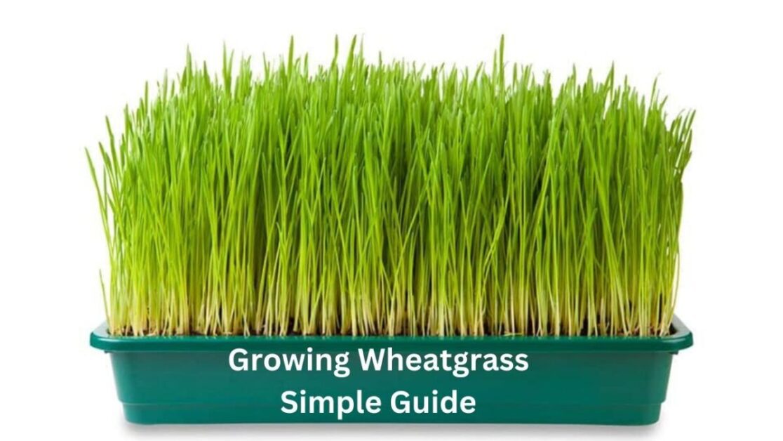 Growing Wheatgrass