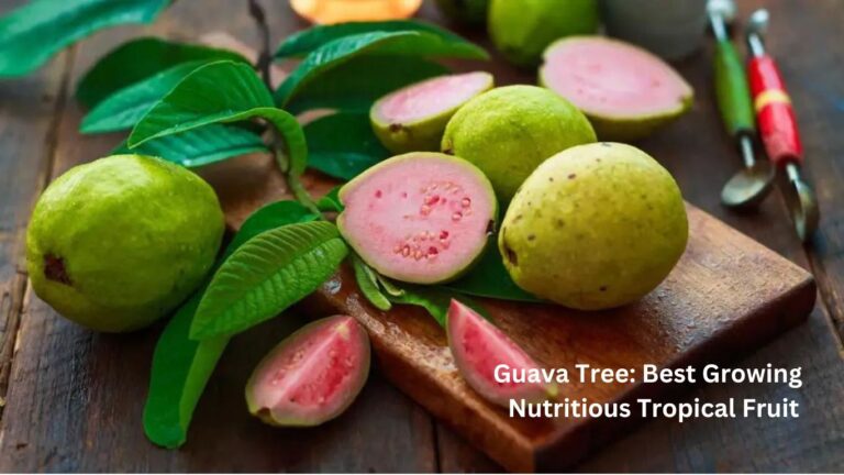 Guava Tree: Best Growing Nutritious Tropical Fruit