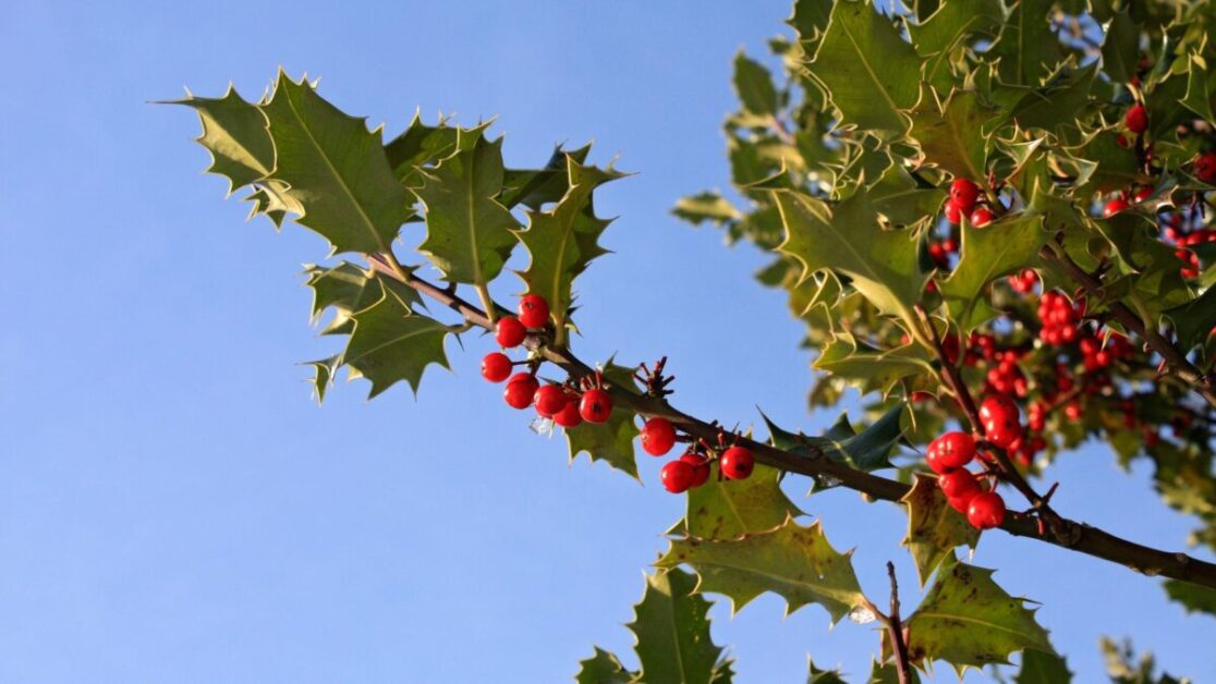 Choosing the Right Location for Your Holly Tree