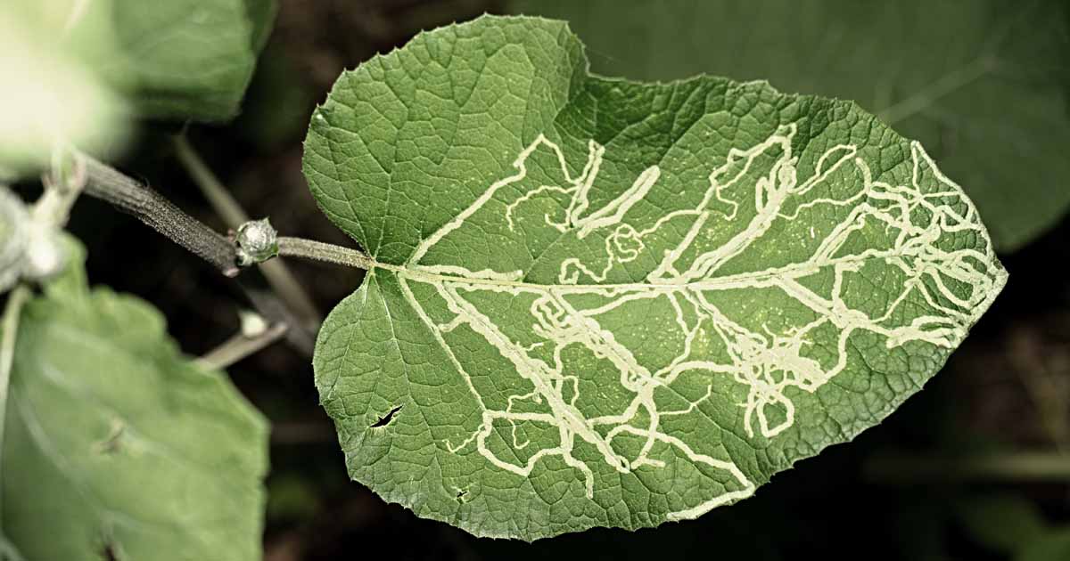 Recognizing Leaf Miner Infestations: Signs and Symptoms