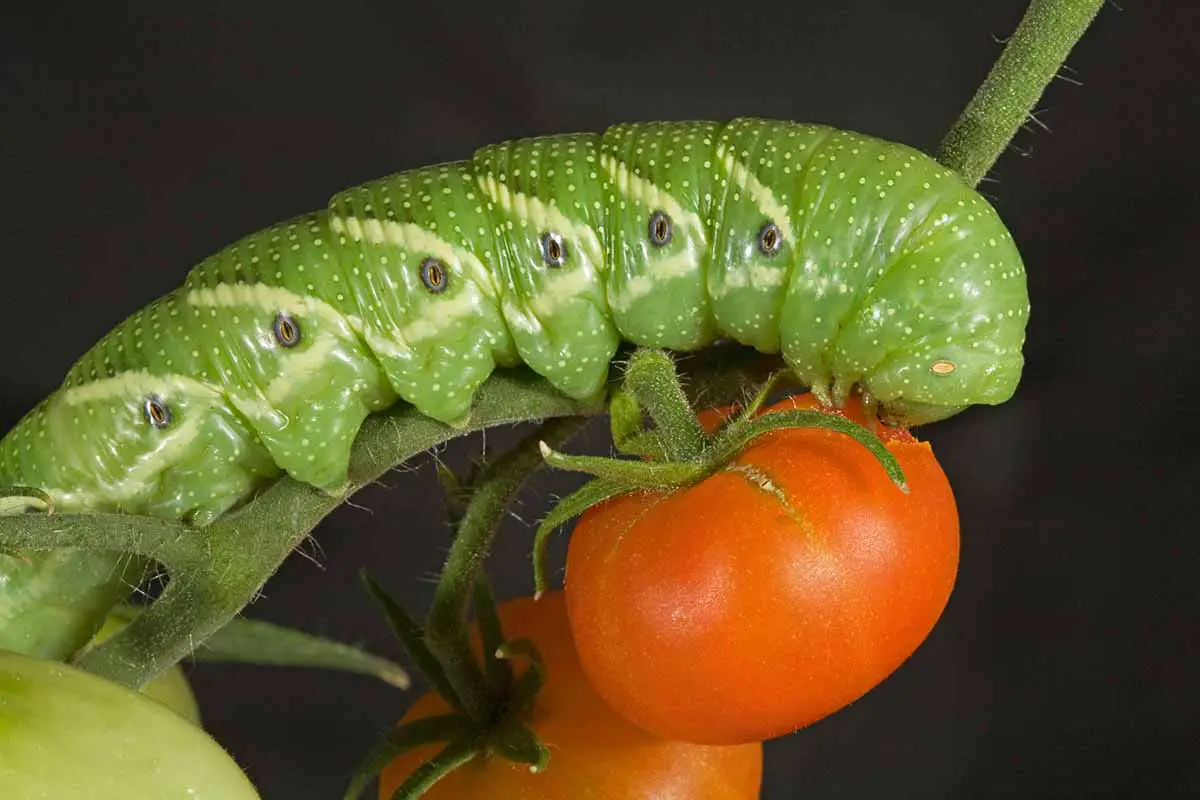 11 Ways To Prevent Tomato Hornworms This Season