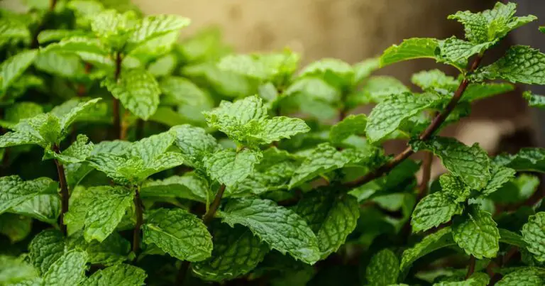 How To Harvest Mint And Store It For Later