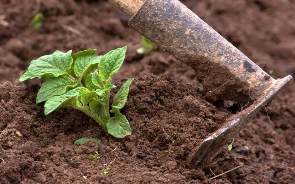 Preparing the Soil for Potato Harvesting