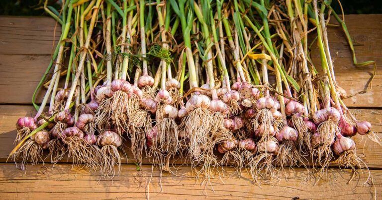 Harvesting Garlic: A Guide to When and How