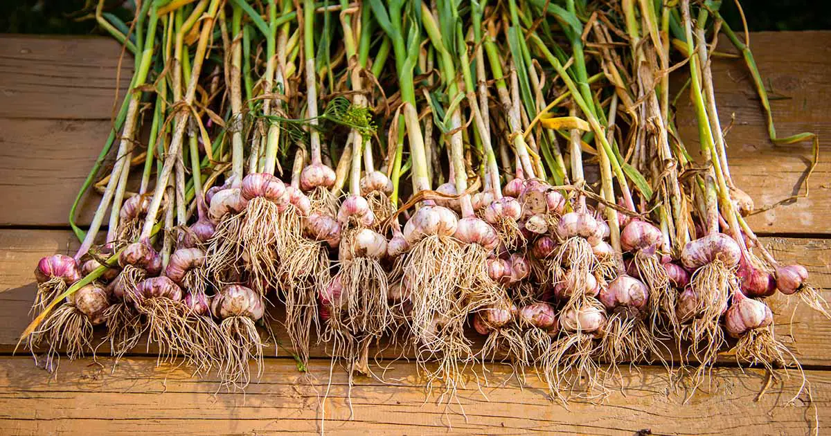 Selecting Garlic for Harvest