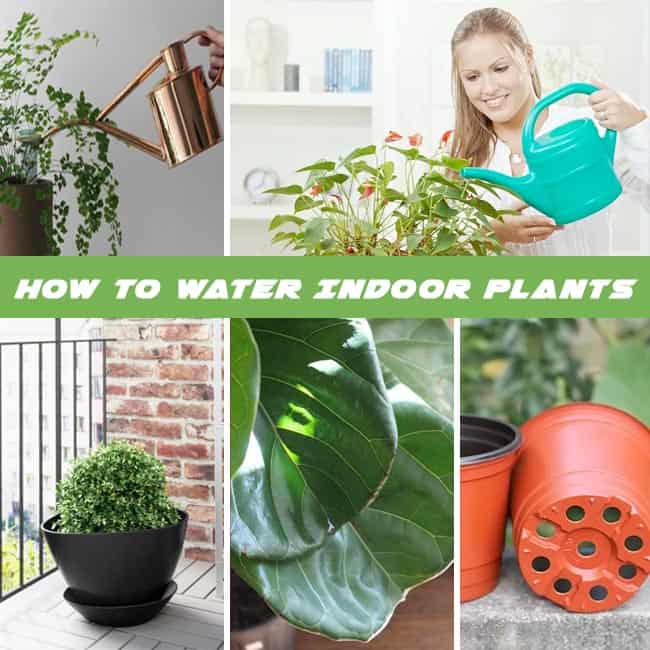 Learning the Basics of Watering Indoor Plants