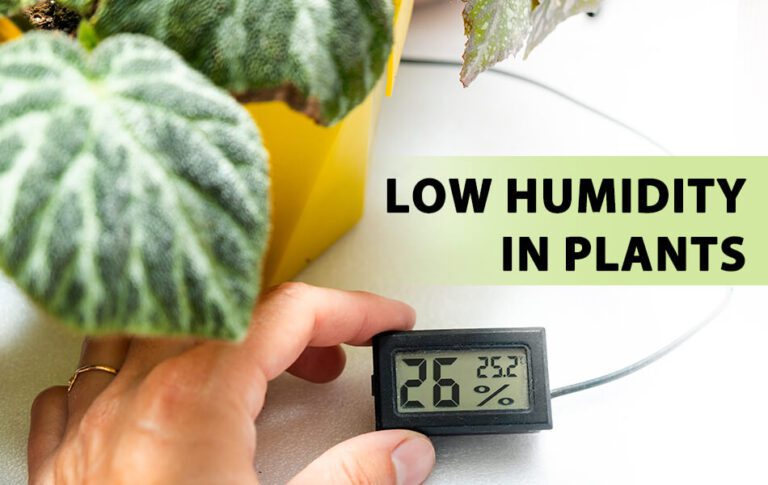 Low Humidity in Plants: What It Indicates, What Causes It, and How to Remedy It