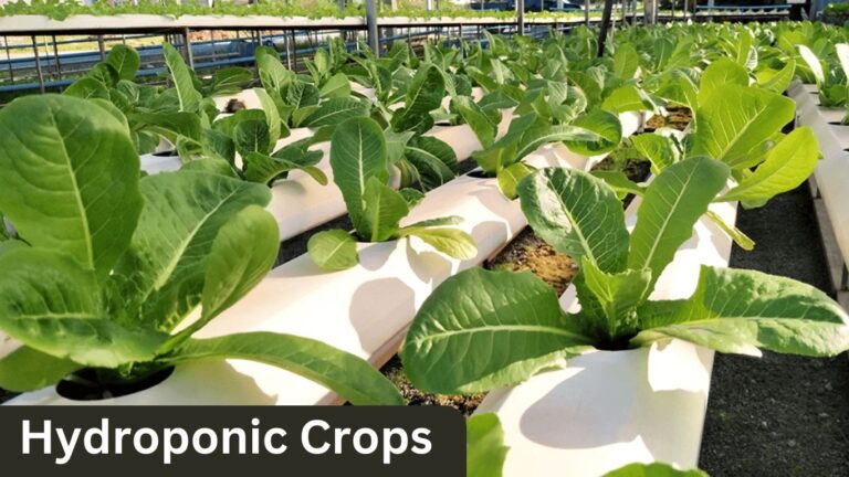 Top 5 Hydroponic Crops for The Best Profit from It