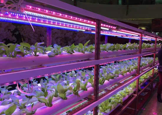 An Insight into Indoor Grow Lights Technology