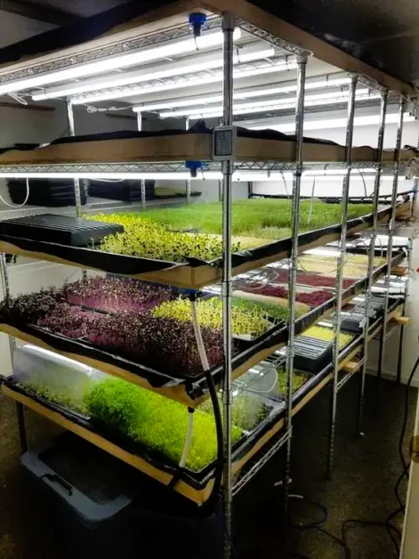 Mastering Hydroponic Pollination: A Step-by-Step Guide - South Elmonte ...