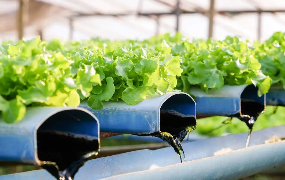 Preventing Algae Growth in your Hydroponic System