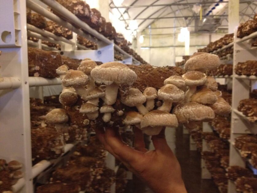 Marketing and Selling Your Homegrown Shiitake Mushrooms