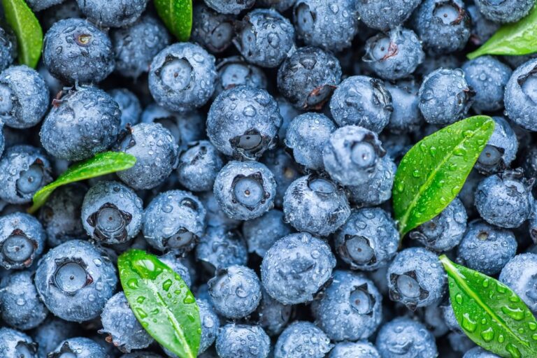 Growing Blueberries: A Guide to Abundant Harvests