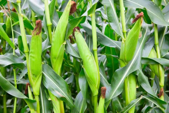 Joy of Growing Corn in Summer