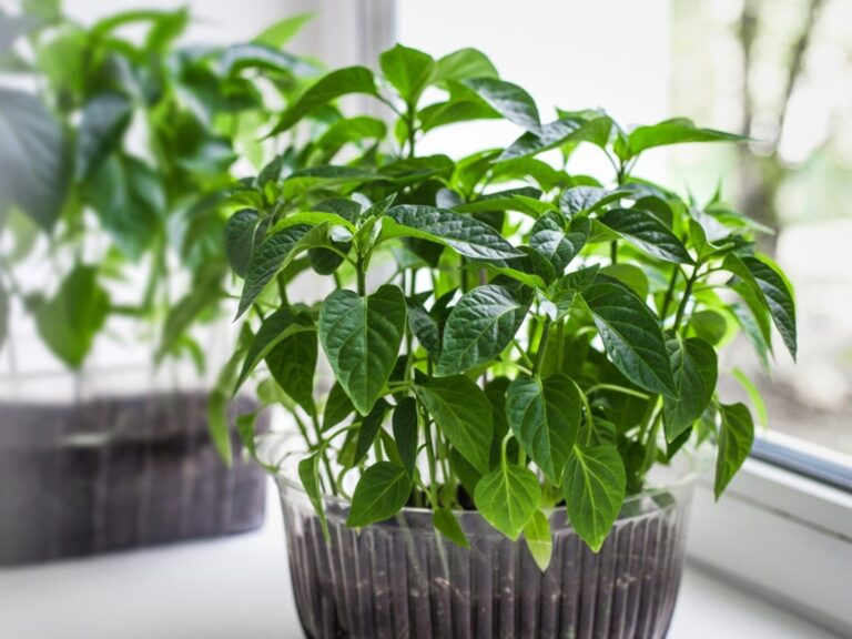 Overwintering Peppers: Extending Your Plant’s Life