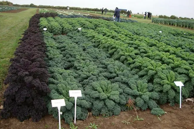 Growing Kale: How To Get Great Greens Harvests