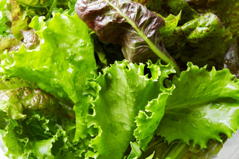 How To Grow Lettuce For Great Harvests All Year Long
