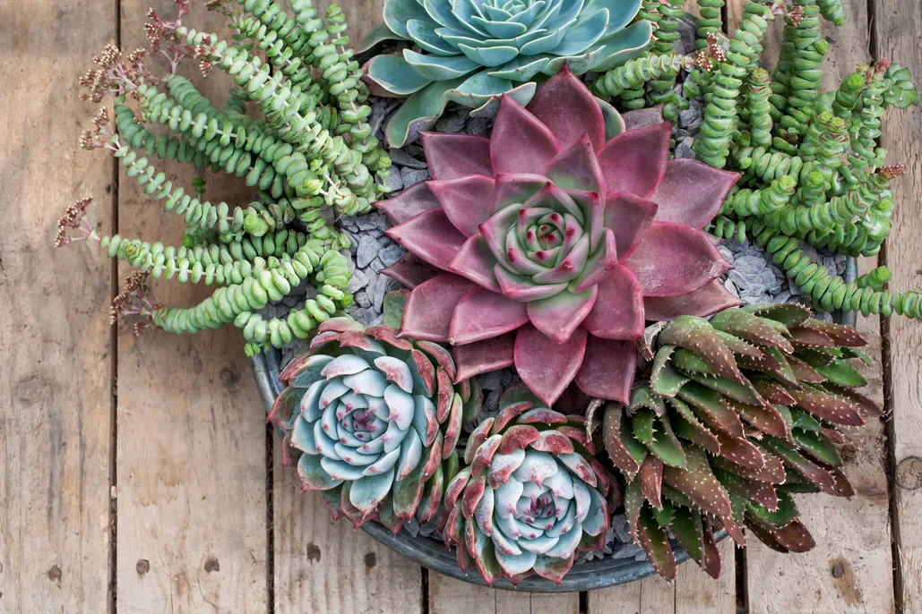 Types of Succulents and Their Lifespan