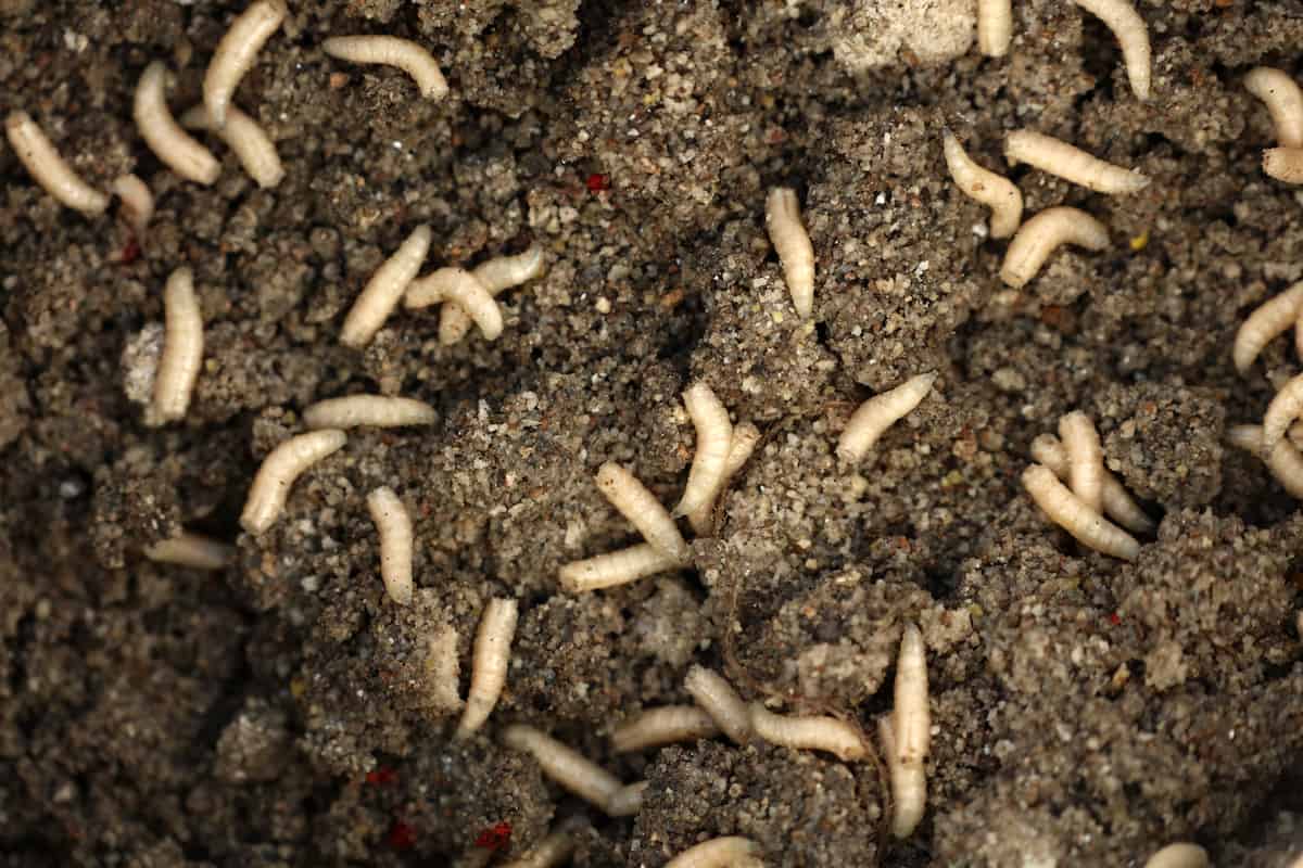 Understanding the Role of Maggots in Compost Breakdown