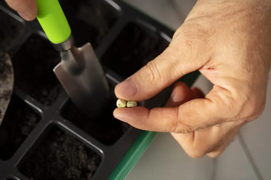 How to Germinate Seeds in Rockwool for Hydroponics 9 Plants that