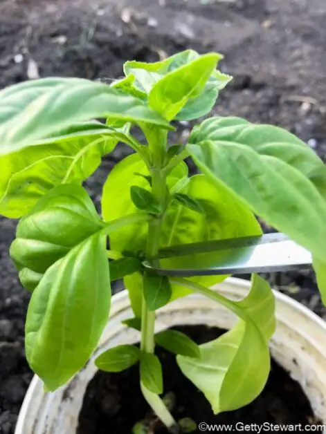 Mastering Hydroponic Basil Cultivation