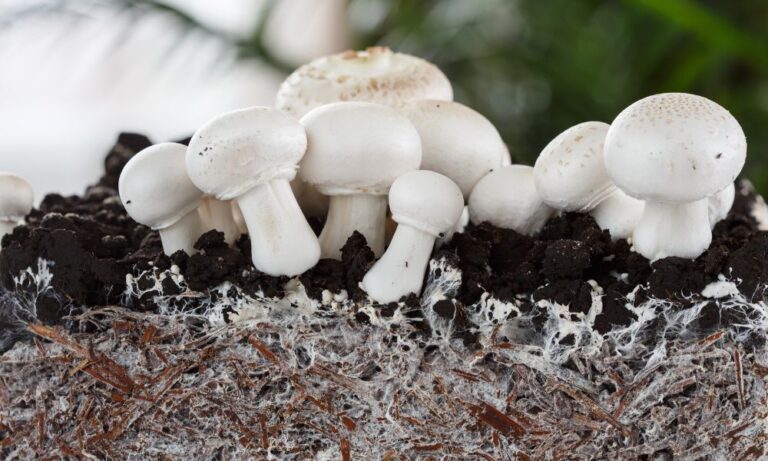 The Complete Guide to Growing Hydroponic Mushrooms
