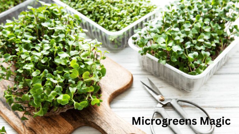 Microgreens Magic: Ultimate Guide to Indoor Cultivation via Hydroponics