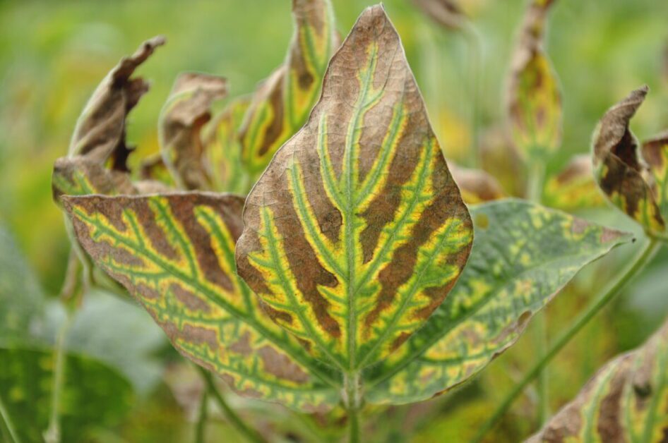 Recognizing the Signs of Nutrient Deficiency and Appropriate Remedies