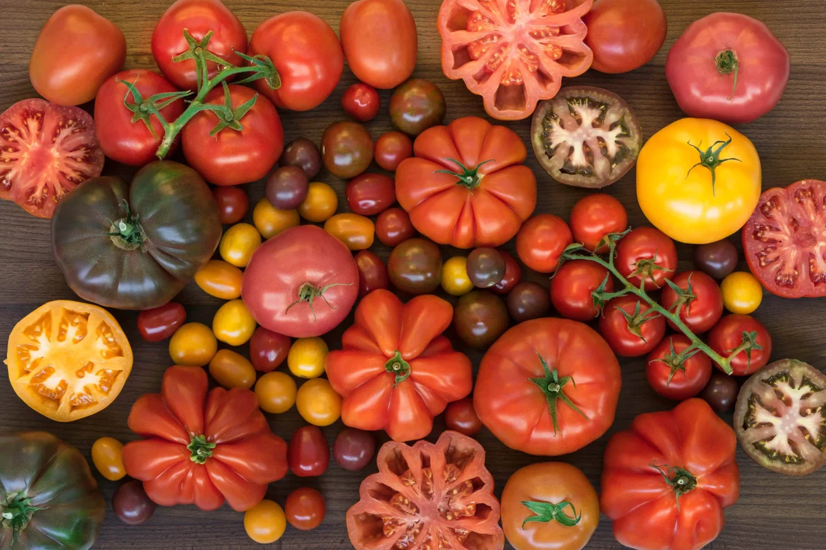 Choosing the Right Tomato Variety to Minimize Splitting
