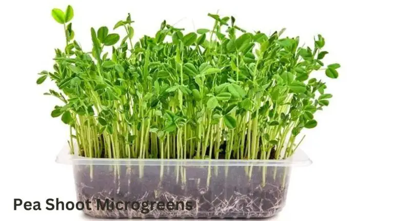 Pea Shoot Microgreens: The Best Way to Grow Them with Just Water