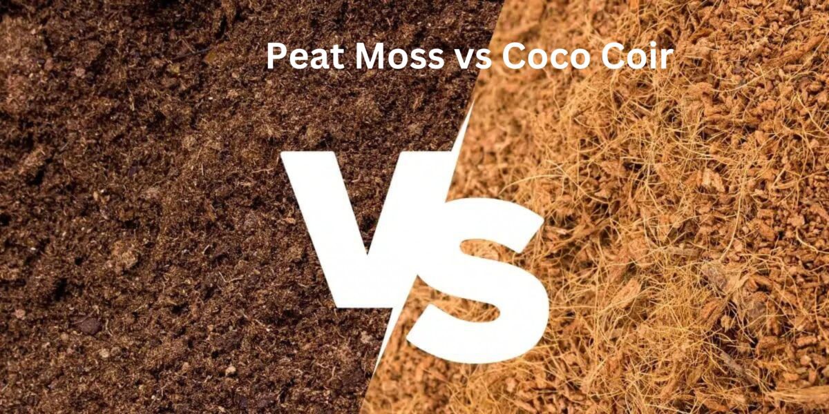 Peat Moss vs coco coir