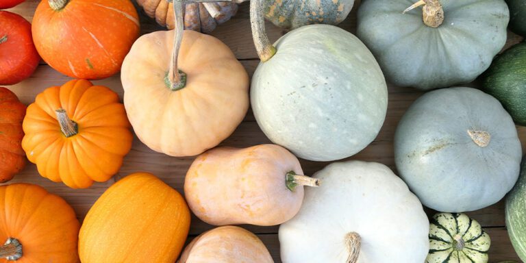 Pumpkin Varieties: A Guide to 91 Types