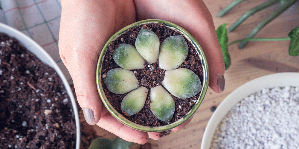 Propagating Succulents for Continuity